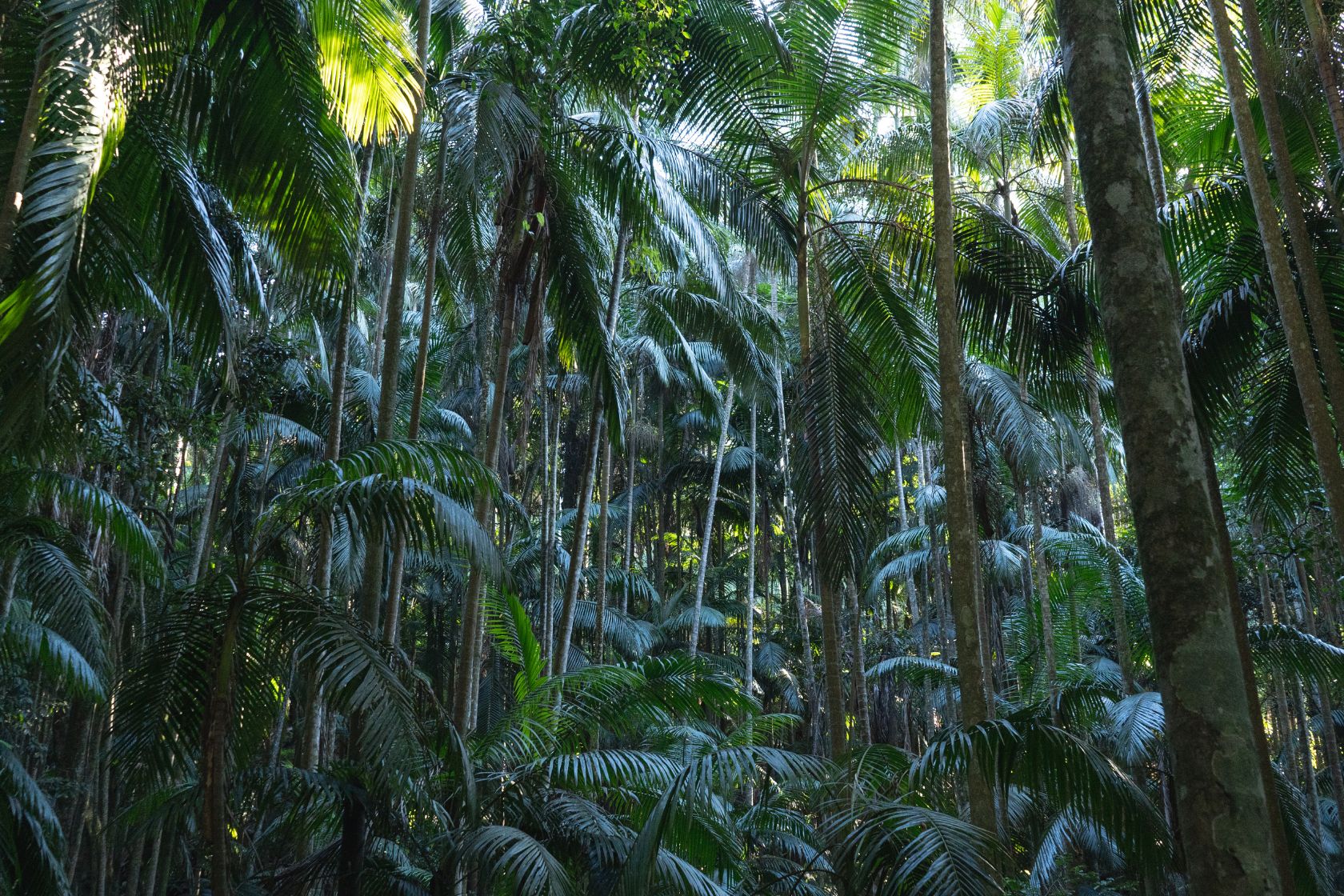 Uncovering the Hidden Beauty of Curtis Falls in Tamborine National Park ...