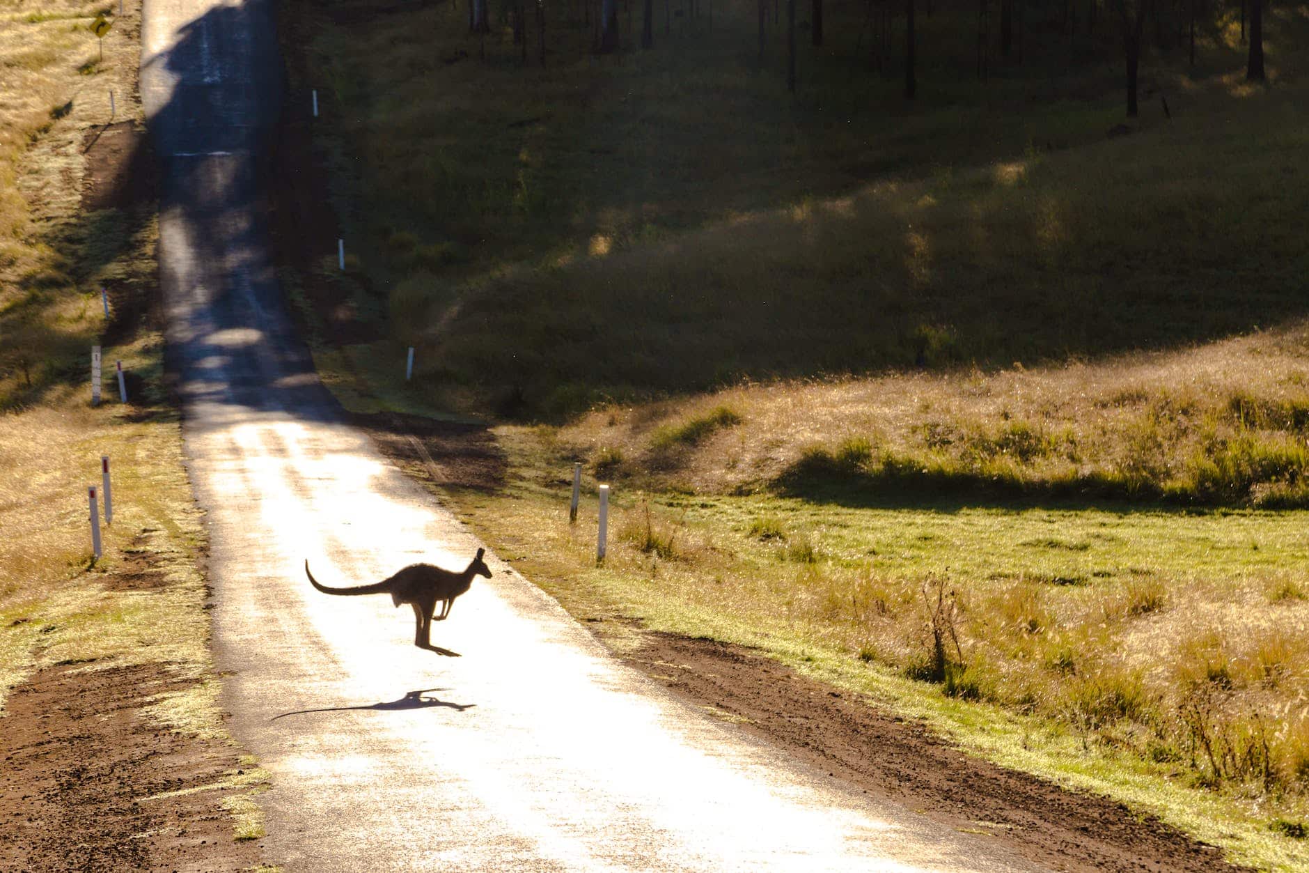 photo of a kangaroo on road