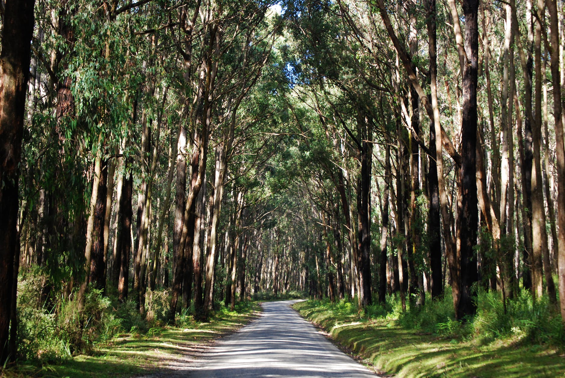 road in the middle of the woods