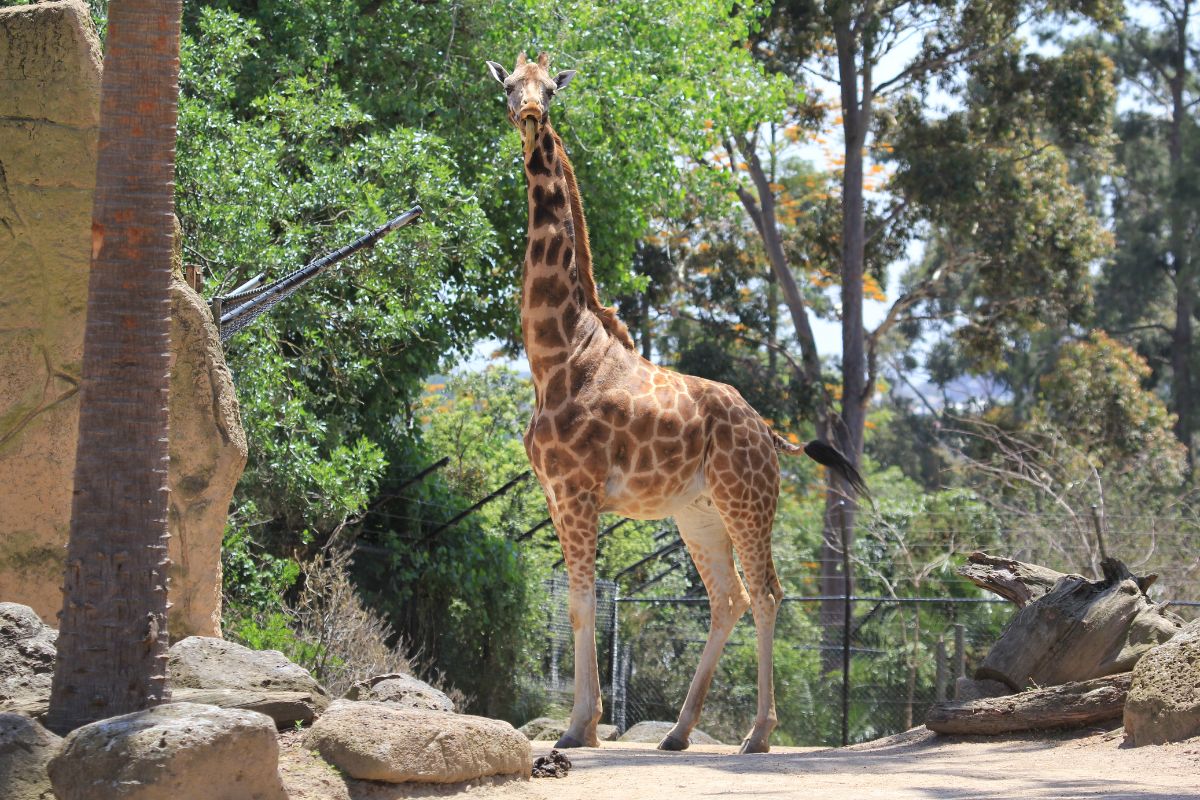 Experience The Thrilling Wildlife At Melbourne Zoo
