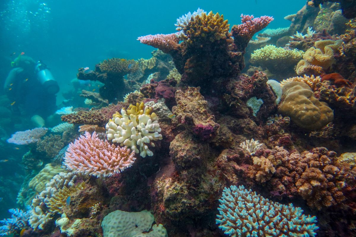 Exploring the Wonders of the Cairns Aquarium: A Marine Life Adventure in Cairns